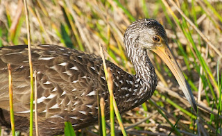 Limpkin (Aramus guarauna)