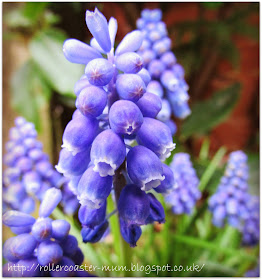 blue Muscari Flowers