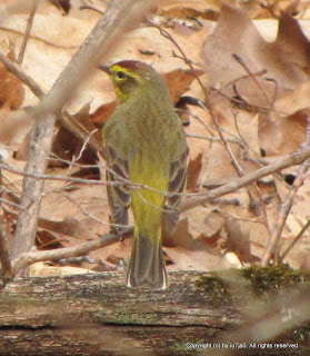 Palm Warbler