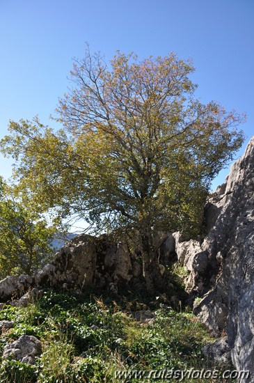 Benaocaz-El Hoyo-Jauletas-Puerto de Don Fernando