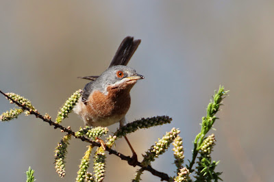 - Westelijke Baardgrasmus - Sylvia cantillans cantillans