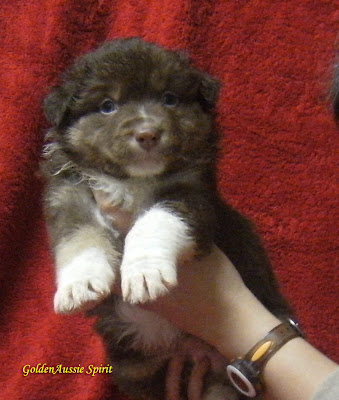 australian shepherd puppies