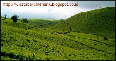 Ingin Menikmati Suasana Kebuh Teh Yang Masih Sangat Alami! Kunjungilah Kebun Teh Gunung Gambir Jember 