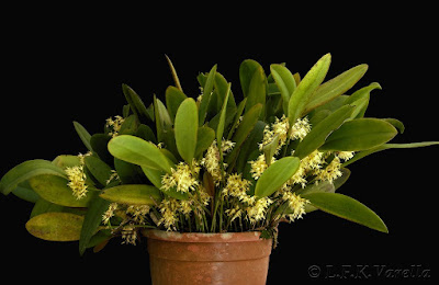 Anathallis obovata - South American bonnet orchid care and culture