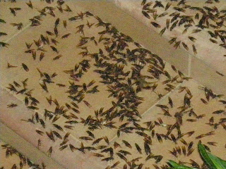 wasps, La Ceiba, Honduras