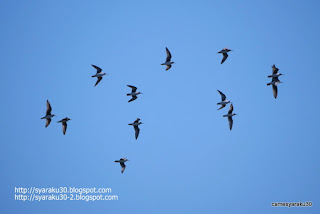 群れ飛ぶハマシギの写真