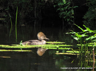 Hooded Merganser