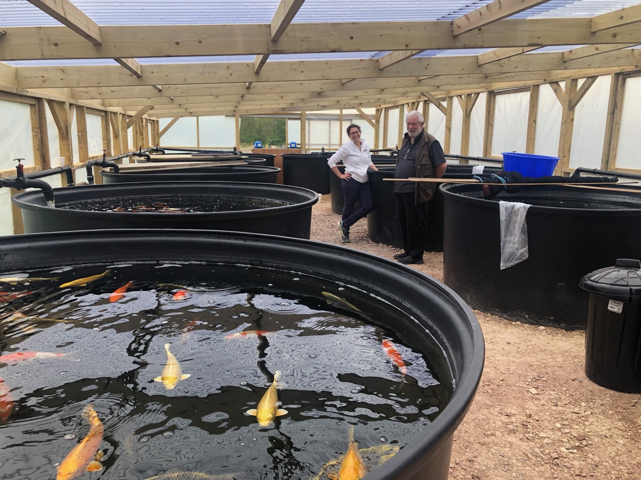 Mid May Update - Tosai sales weekend, Spawning Prep, South Hants Koi