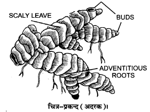 Solutions Class 11 जीव विज्ञान Chapter-5 (पुष्पी पादपों की आकारिकी)