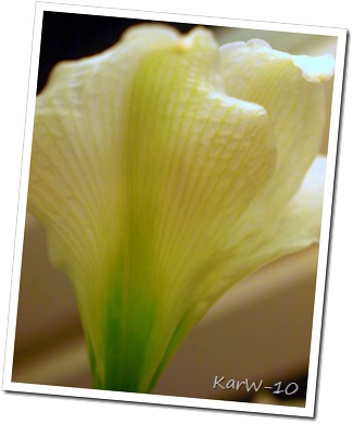 vit amaryllis 009-1