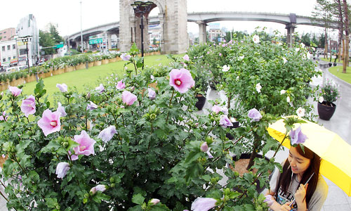 Paling Keren 24+ Bunga Mawar Sharon Korea - Gambar Bunga HD