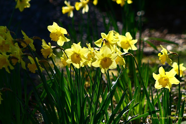 daffodils