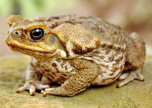 Benarkah air  kencing katak  kodok dapat menyebabkan buta 