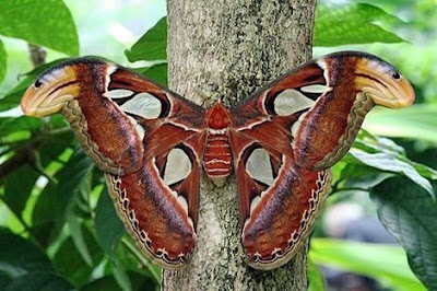 Atlas Moth - Biggest Butterfly in the World