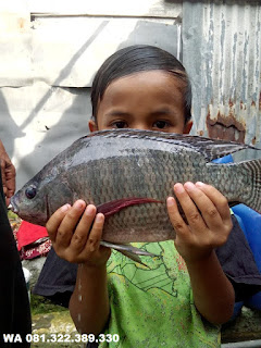 Master Essen Ikan Nila Indukan Cocok Media Lumut Dan Pelet