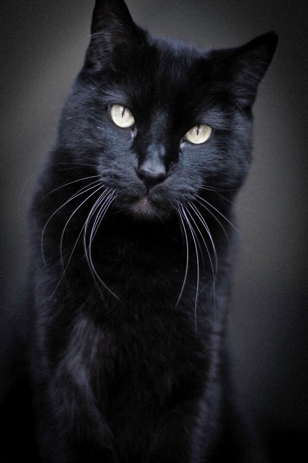 kimkWIDMARK PET PHOTOGRAPHY  Handsome black  American short 