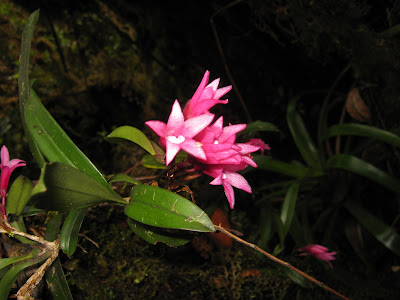 Maxillaria paleata - Shovel-Shaped Maxillaria care