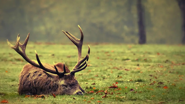 Reindeer