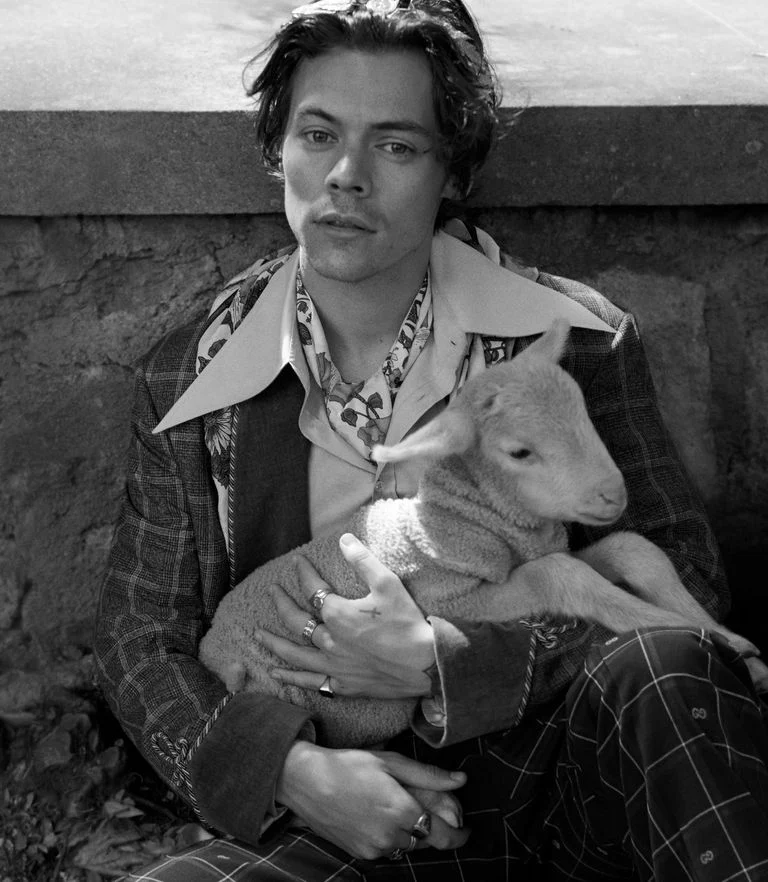 Harry Styles Stars in Gucci Men's Tailoring Campaign