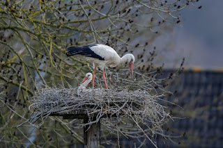 Wildlifefotografie Weißstorch Weserbergland Olaf Kerber