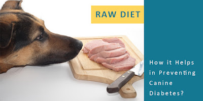 Raw Diet – How it Helps in Preventing Canine Diabetes?
