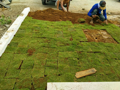 Tukang taman surabaya Supplier  rumput gajah mini