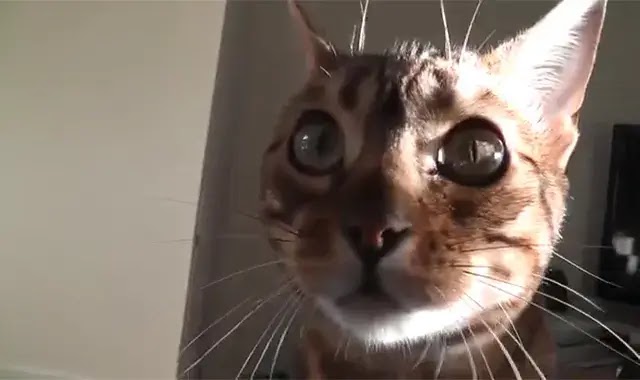 3 choses étranges que fait votre chat Bengal et pourquoi?