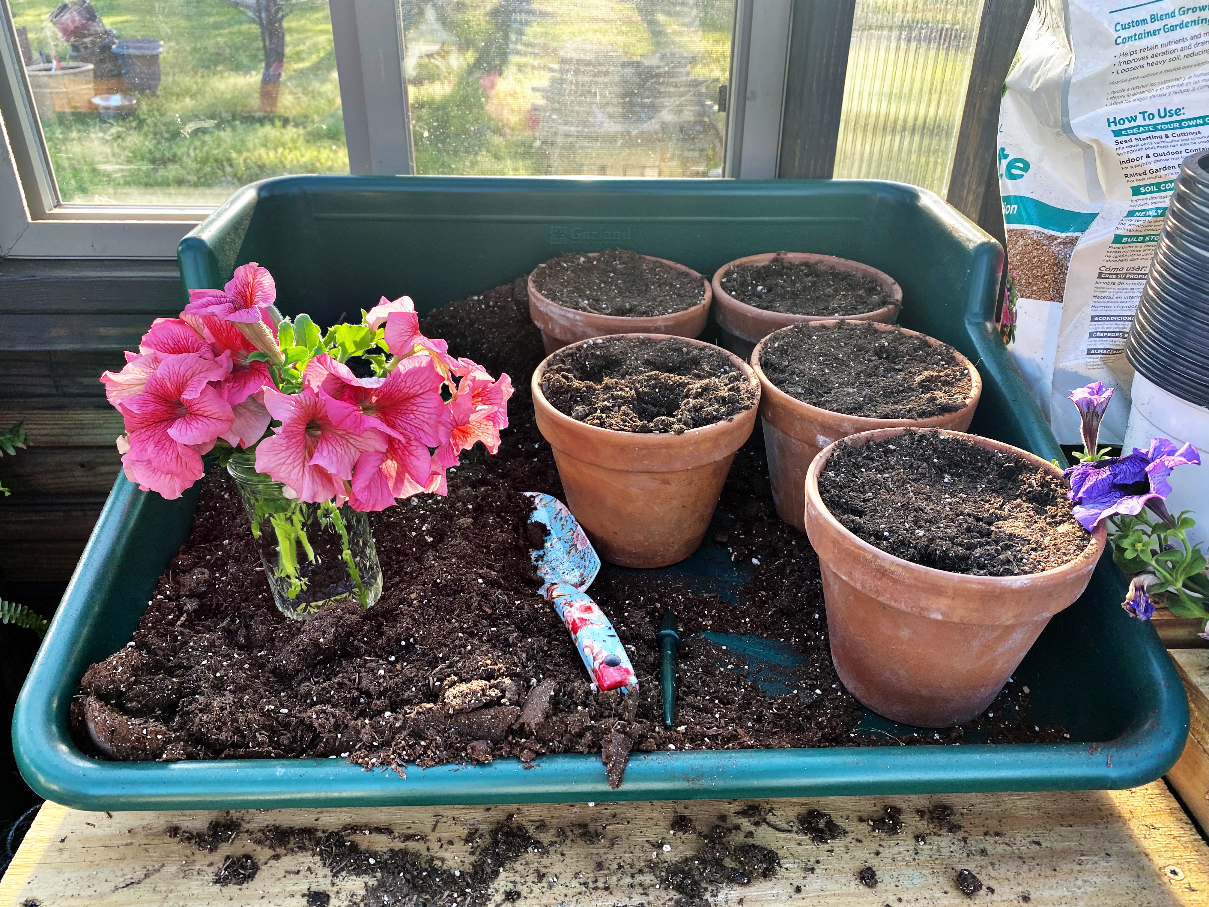 Petunias Greenhouse Grown