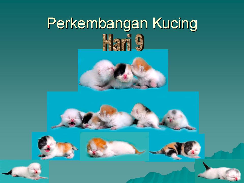 Perkembangan Bayi  Kucing  dalam bentuk gambar  Sukses 