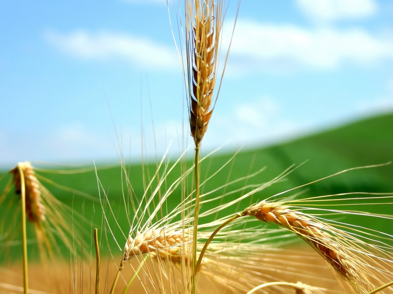 Wheat:Food Industry News