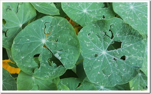 110519_hail_damage_nasturtiums_02