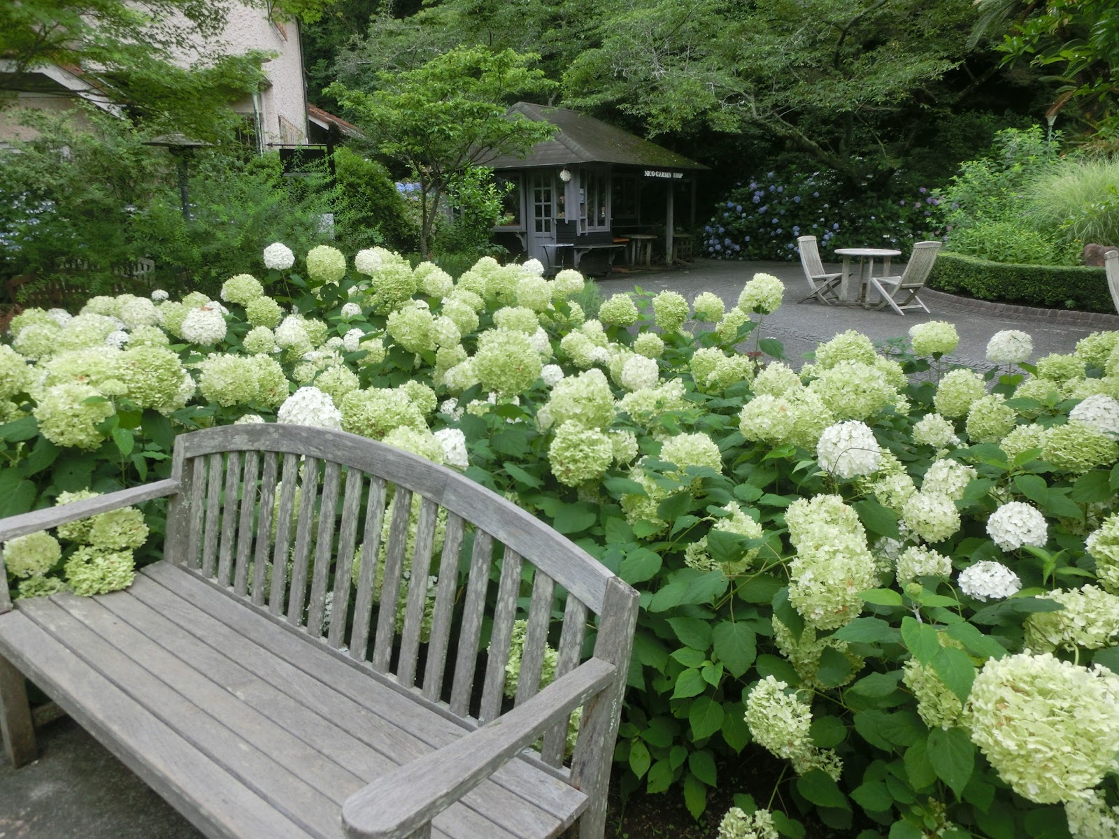 Okadoのブログ 鎌倉散策の記録 白い紫陽花から緑の紫陽花へ 鎌倉 浄妙寺のアナベル 19 07 05