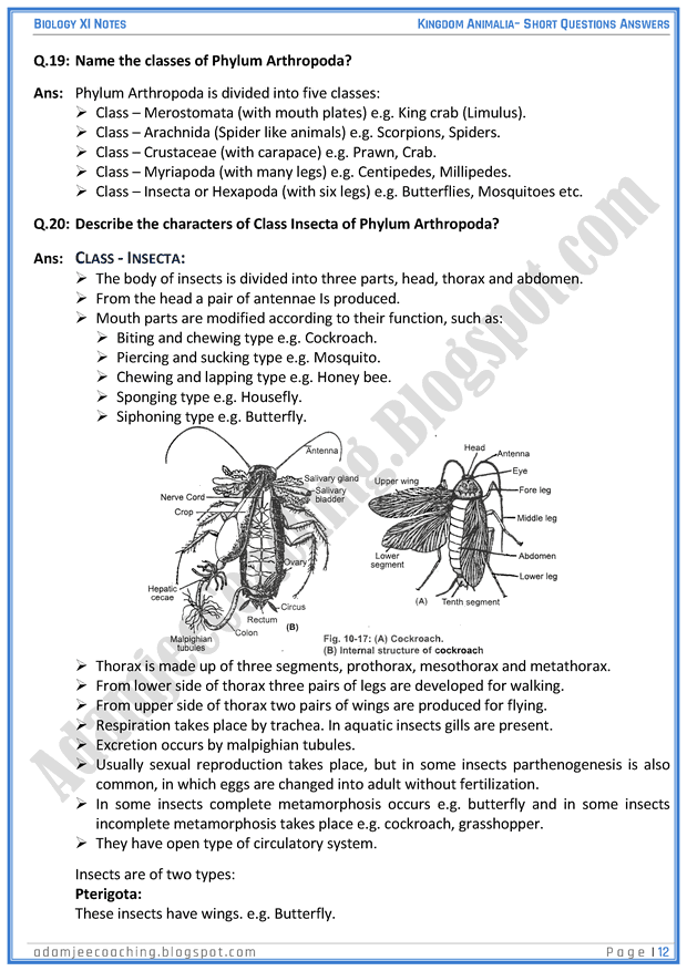 kingdom-animalia-short-question-answers-biology-11th