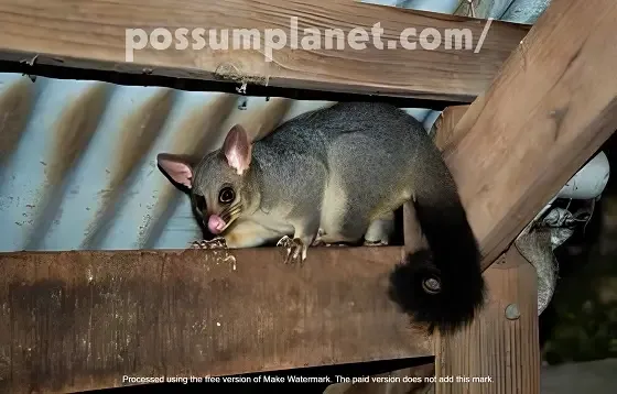 possum in your roof