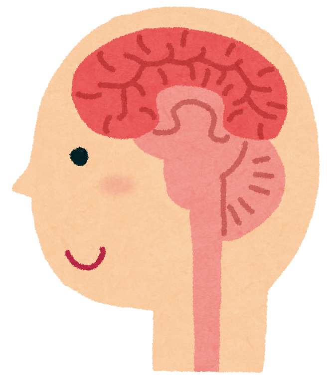 脳の断面図のイラスト 人体 かわいいフリー素材集 いらすとや
