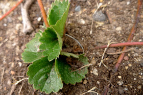 How to Root Strawberry Runners