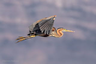 Purple Heron in Flight - Woodbridge Island, Cape Town