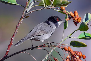 curruca-cabecinegra-sylvia-melanocephala-