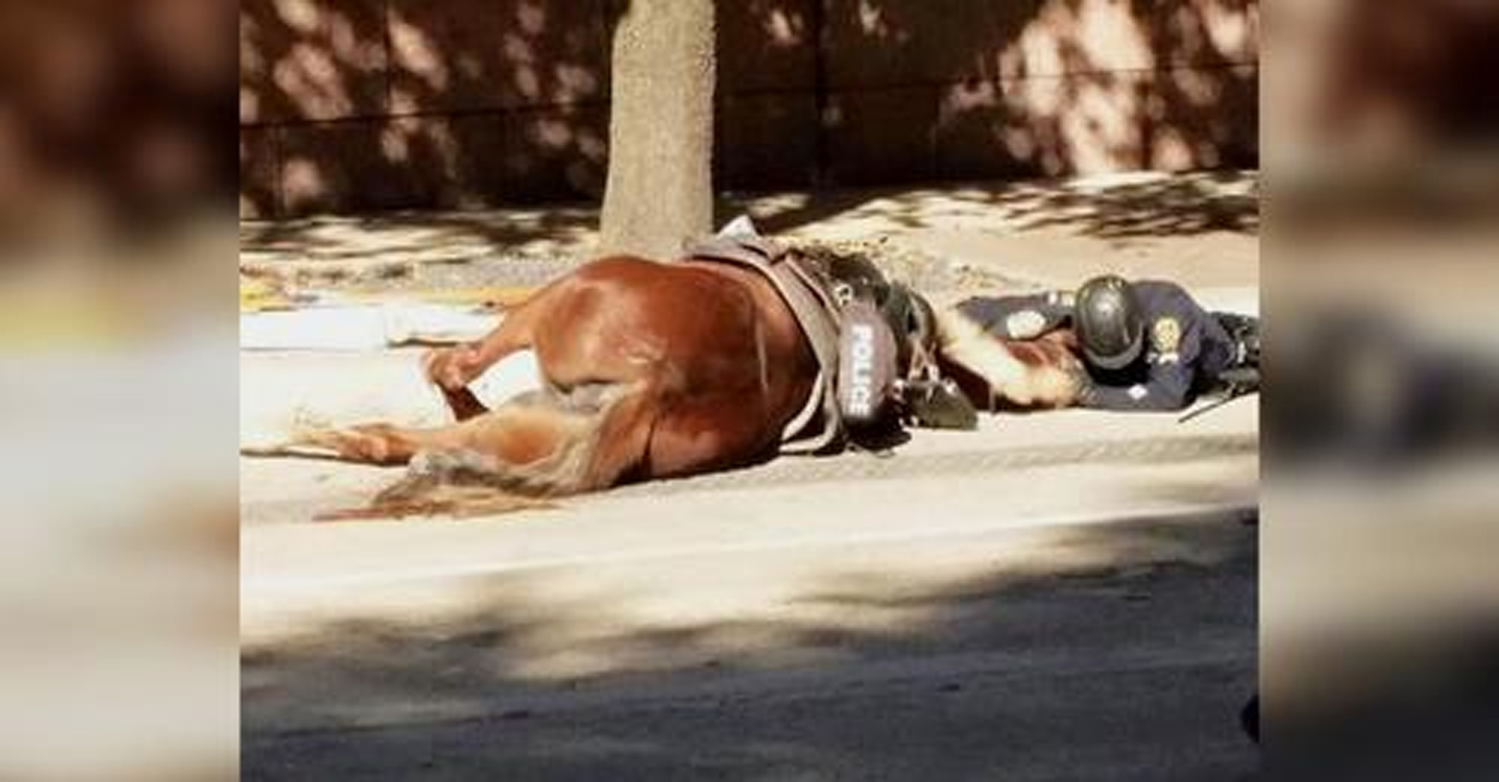 Cop lies on street to comfort his fallen horse in her final moments