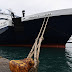  Κορωνοϊός: Συναγερμός στο πλοίο «Νήσος Ρόδος» - Εντοπίστηκαν 12 κρούσματα