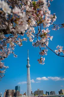 2024賞櫻行程|東京四天三日遊4月賞櫻美食旅行