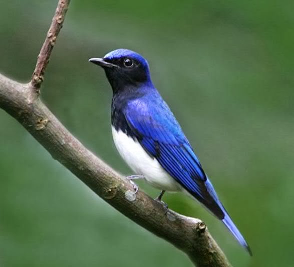 CARA MERAWAT BURUNG SELENDANG BIRU ~ HOBI & SI PETANI