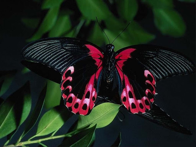 butterfly picture