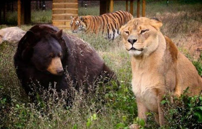 Brothers 16 Foto foto Persaudaraan Antara Beruang, Singa Dan Harimau (Bagaimana Bisa?)