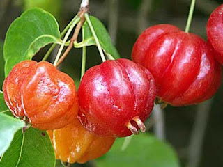 african cherry orange fruit images