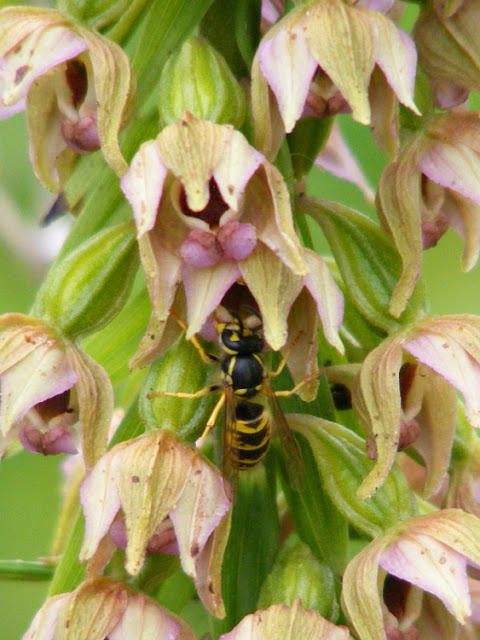 Broad-leaved Helleborine Epipactis helleborine with eusocial wasp Vespula sp pollinator, Indre et Loire, France. Photo by Loire Valley Time Travel.