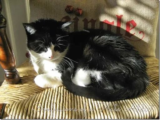 Kitty