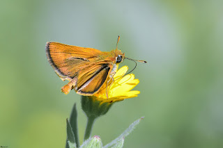 mariposa-dorada-linea-larga-thymelicus-sylvestris-