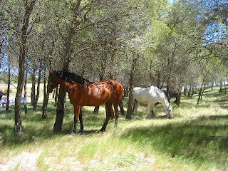 Caballos Farasdués