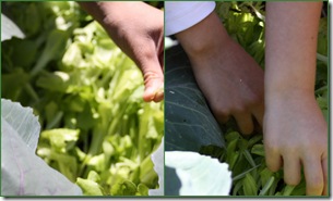 pregny garden1